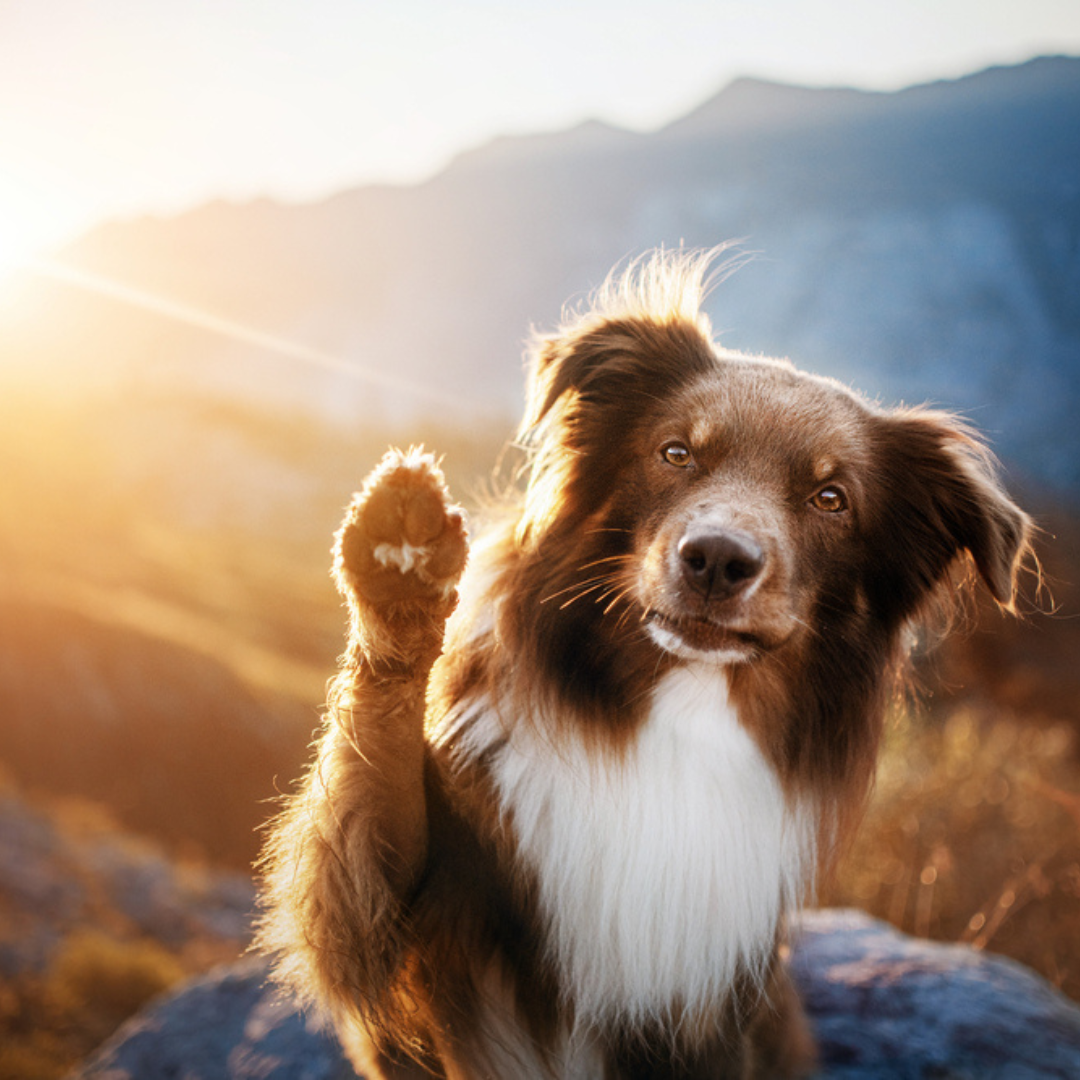 Pet-Friendly Cabins