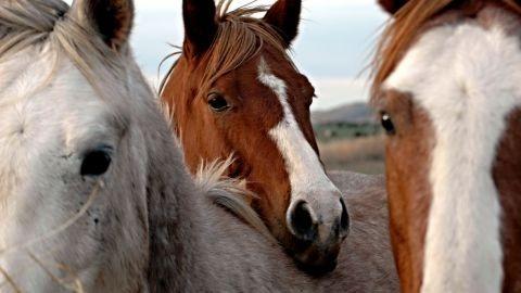 Closeup of horses