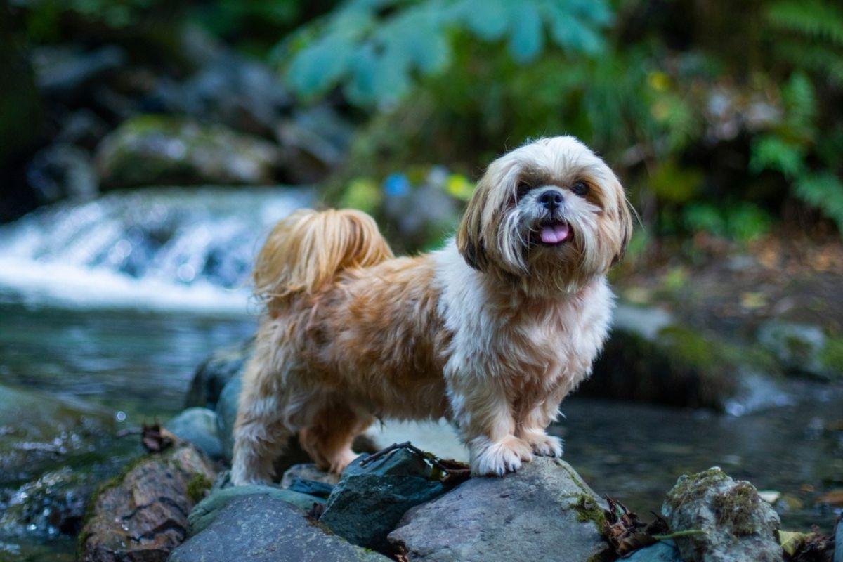 Gatlinburg Pet Friendly Cabins
