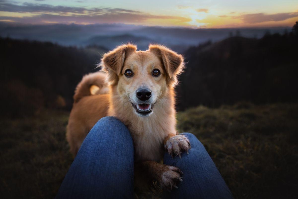 Pigeon Forge Pet Friendly Cabins